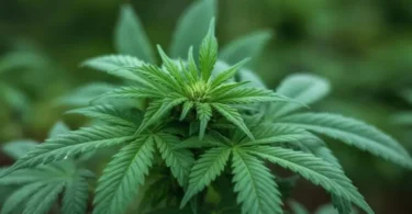 Cannabis and the lakeshore lifestyle in west Michigan